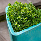 Photo of Campania Triad Planter - Antigua - Set of 2 - Marquis Gardens